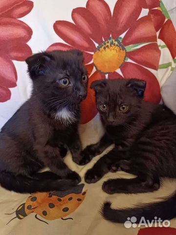 Британские котята