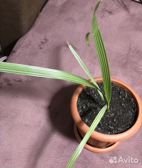 Финиковая пальма