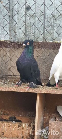 Голуби узбеки