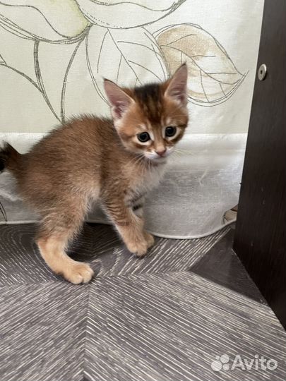 Курильский бобтейл