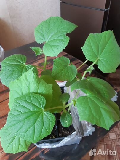 Рассада огурцов, тыквы,кабачков,перцы