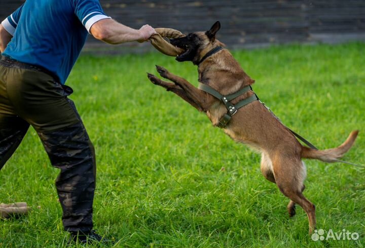 Дрессировка собак, кинолог