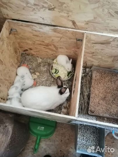 Калифорнийские кролики