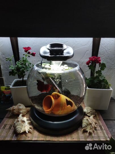 Петушок, аквариум, аквариумный комплекс