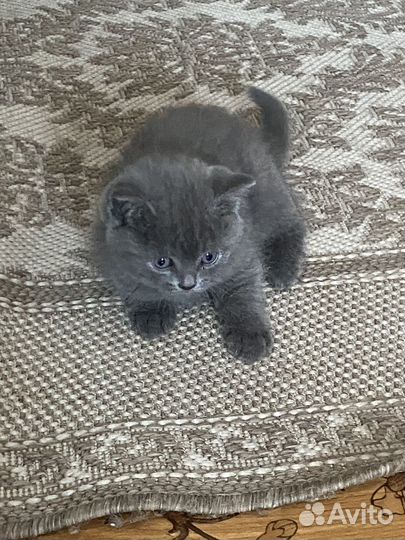 Кошки в добрые руки