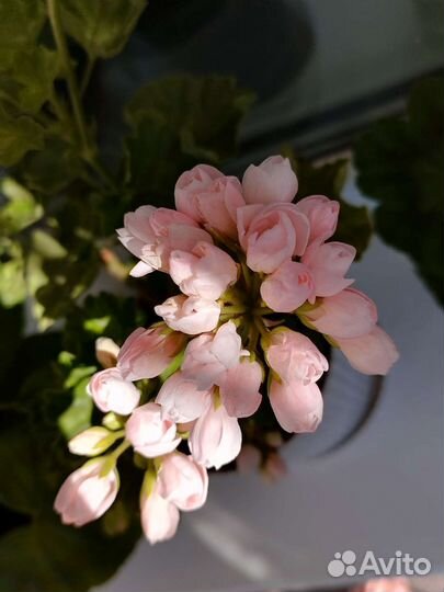 Пеларгония герань