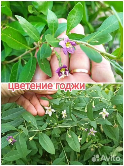 Годжи саженцы