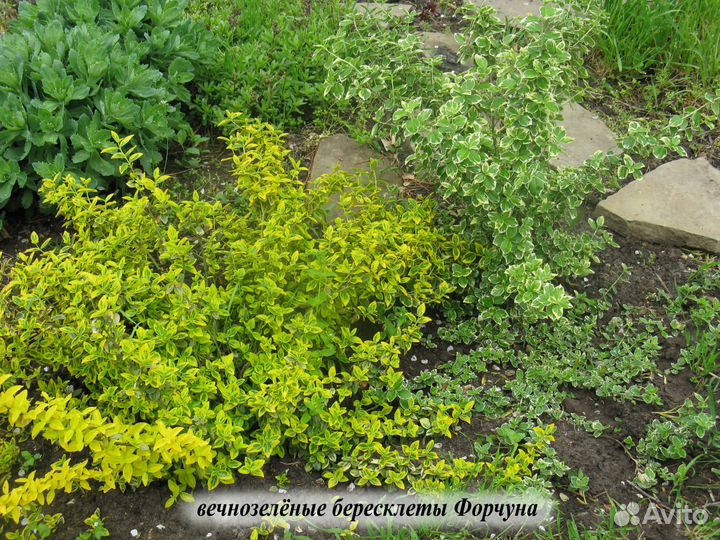 Деревья, кустарнии, хвойники