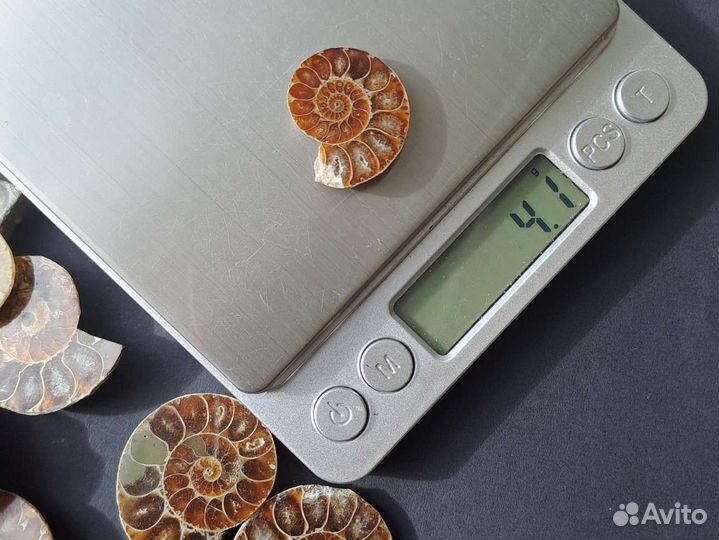 Окаменелости аммониты