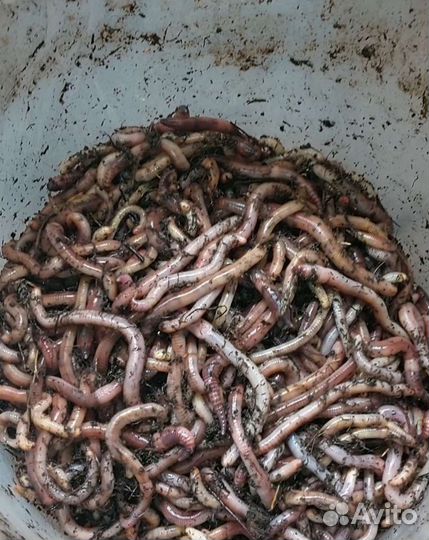 Черви красные и дендробена