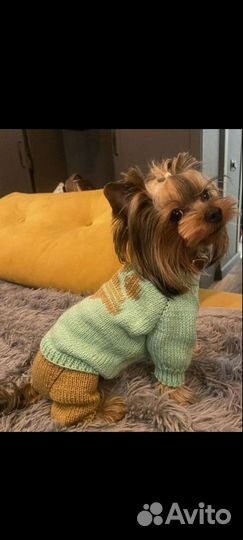 Комбинезон. Одежда для собачки