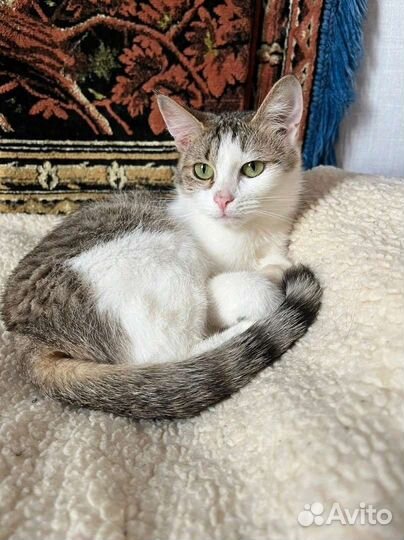 Кошка стерилизованная
