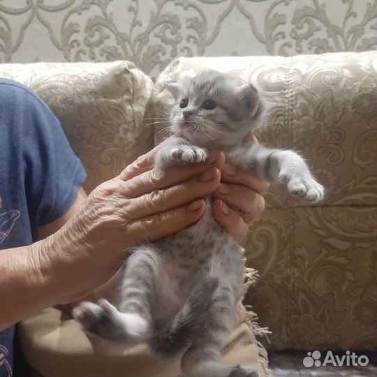 Бронирование котят