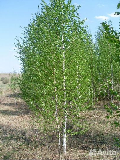 Береза обыкновенная /о/с 6-8 200-300