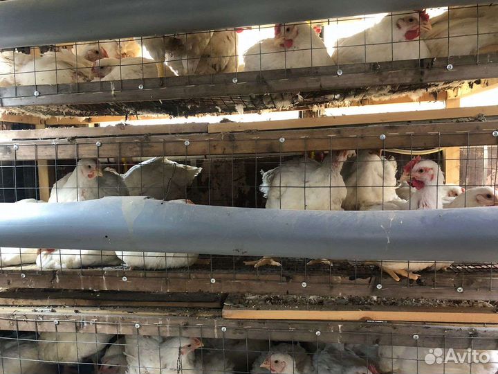 Мясо домашнего бройлера