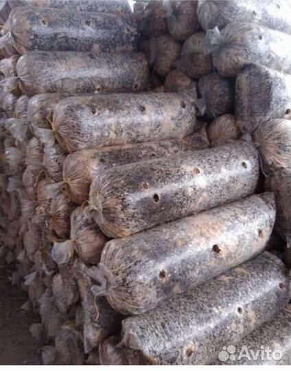 Грибные блоки отработанные