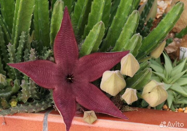 Кактусы и суккуленты - растения, детки, черенки 1