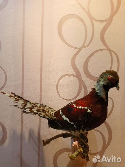 Чучело фазана