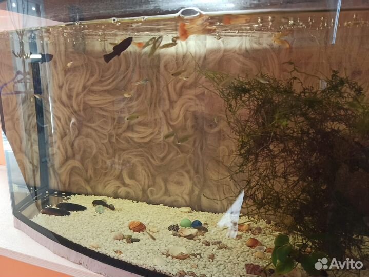 Аквариум 50 литров