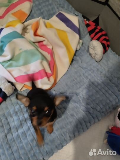 Продается щенок. Девочка. Той терьер