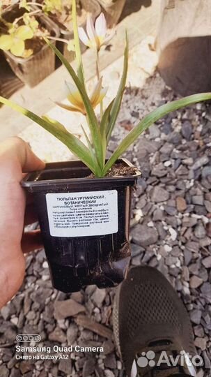 Цветы многолетние почвопокровные