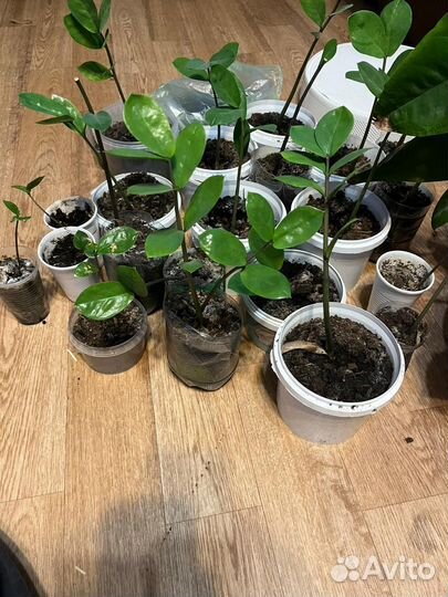 Замиокулькас