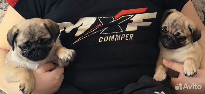 Щенки мопса РКФ