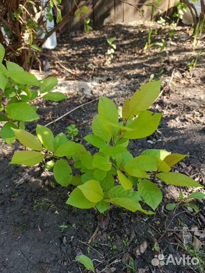 Саженцы жимолости