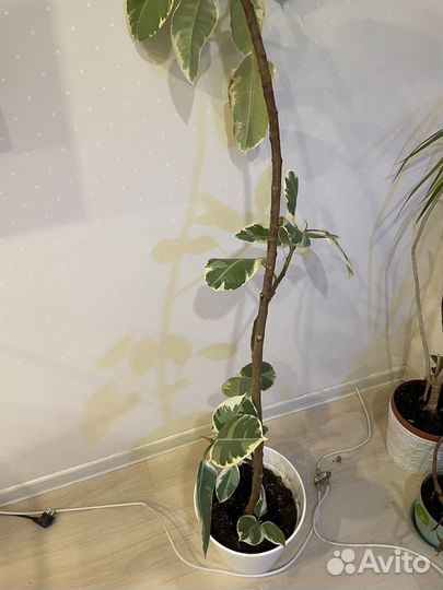 Фикус Эластика Тинеке 200 см