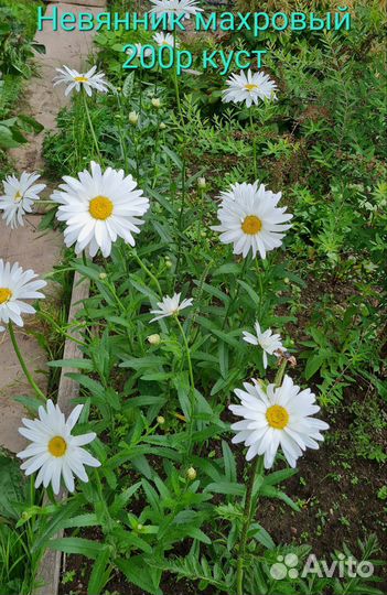 Цветы зимующие цветущие