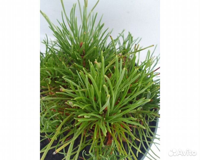 Сосна горная Pumilio