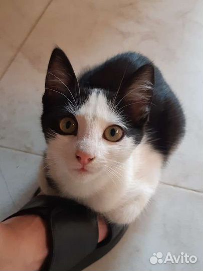 Котенок в добрые руки
