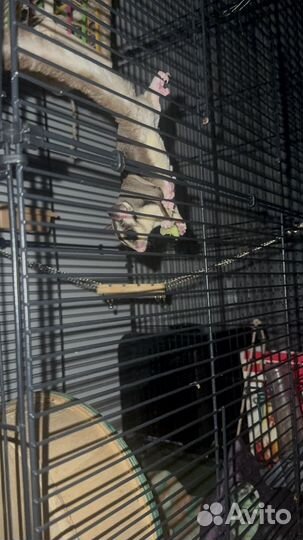 Белка летяга