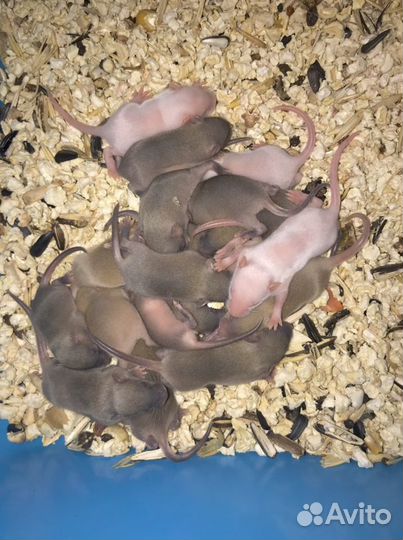 Кормовые мыши, крысы, мастомисы, цыплята живые и