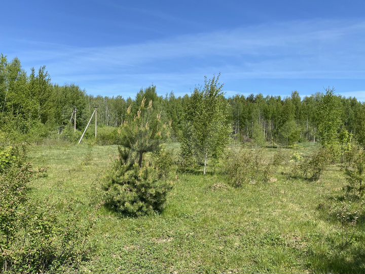 Участок 14,5 сот. (ИЖС)