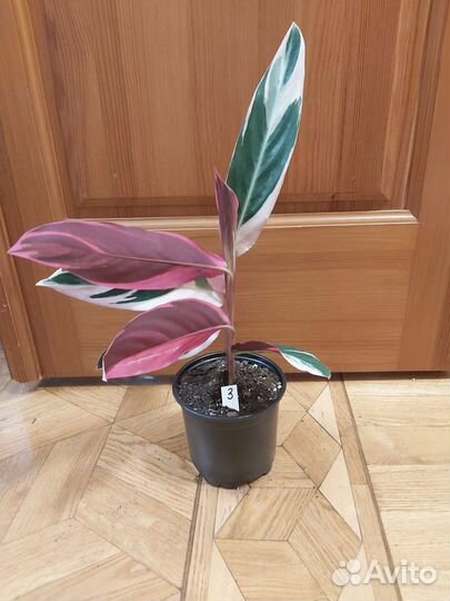 Строманта триостар