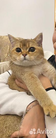 Британская кошка
