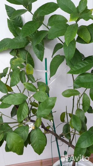 Лимон Павловский цветущий