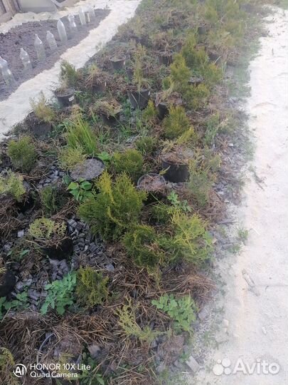 Туя смарагд, шаровидная