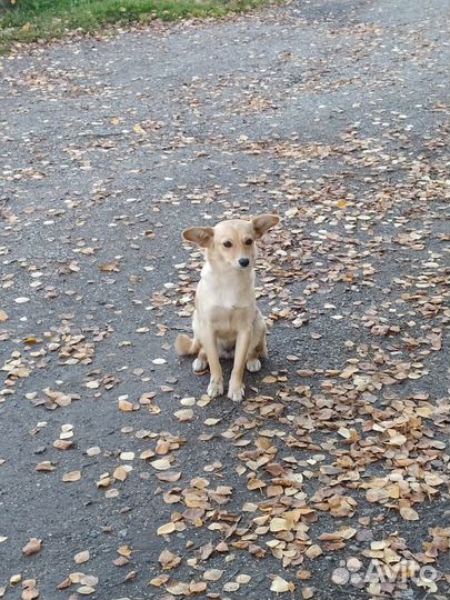 Маленькая собачка