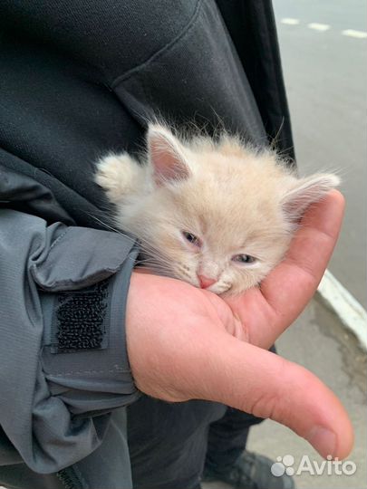 Котенок