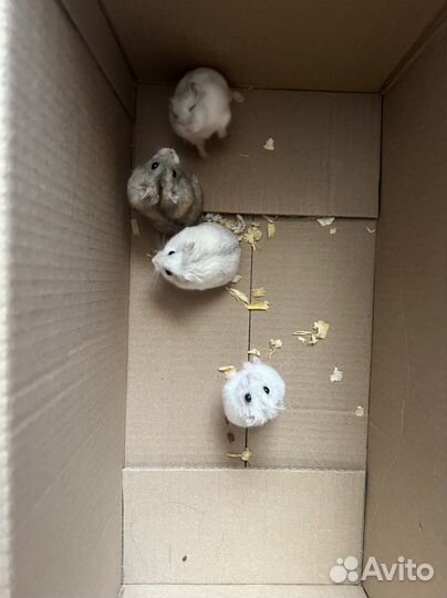 Джунгарский хомяк