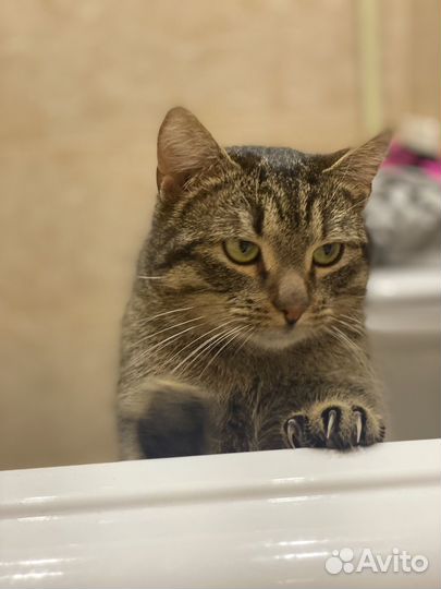 Отдам кота в добрые руки