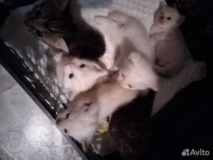 Котята в добрые руки бесплатно