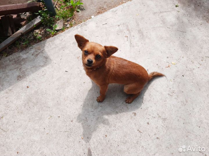 Собака в добрые руки