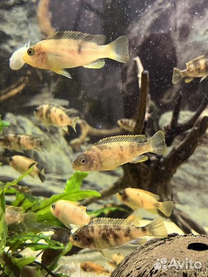 Рыбки малавийские цихлиды