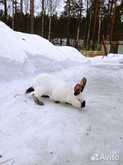 Крольчата Ризен