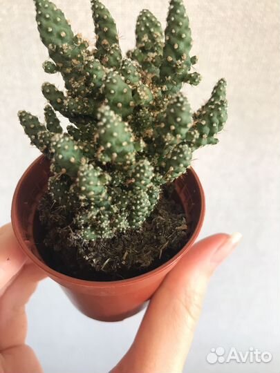 Кактус цереус перуанский