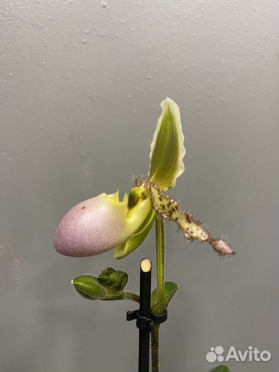 Орхидея башмачок пинокио