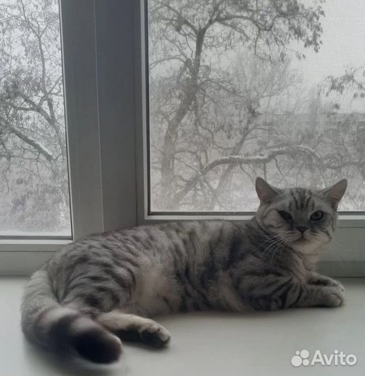Шотландский кот